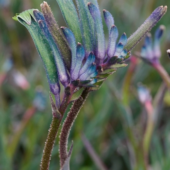 Anigozanthos 'Masquerade' 