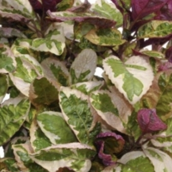 Hemigraphis alternata