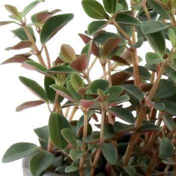 Peperomia verticillata 'Double Duty' 