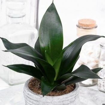 Sansevieria trifasciata 'Futura Superba' 