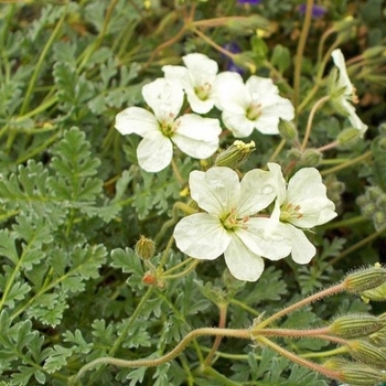 Erodium chrysanthum