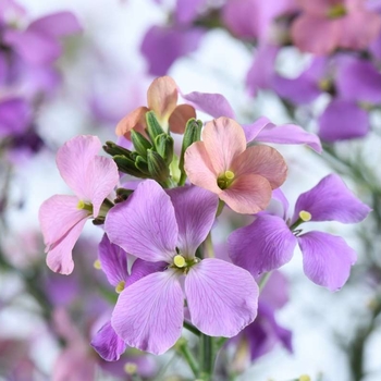 Erysimum 'Sunstrong Orange' 