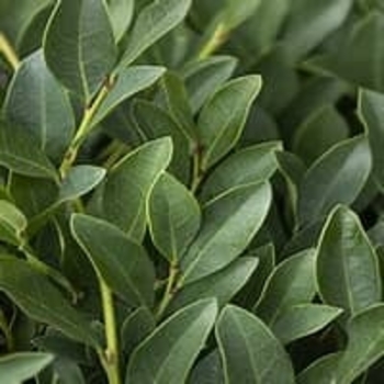 Distylium 'PIIDIST-II' PP24409