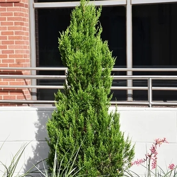 Juniperus virginiana 'J.N. Select Green' USPP29329P2