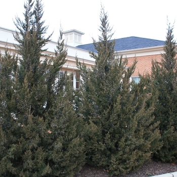 Juniperus chinensis 'Fairview'