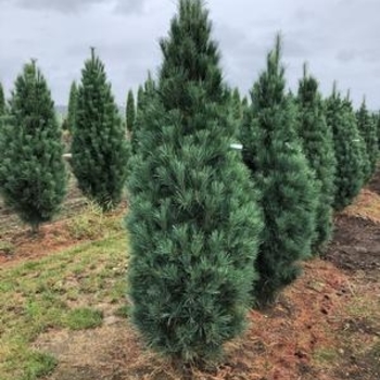 Pinus strobus 'Stowe Pillar' 