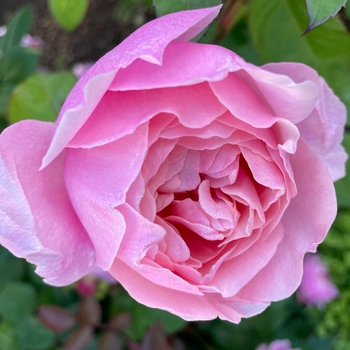 Rosa 'AUSglove' PP12,301