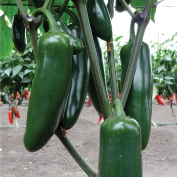 Capsicum annuum 'Giant Marconi'
