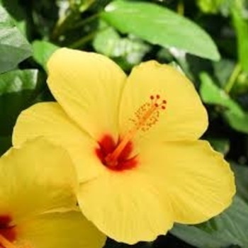 Hibiscus rosa-sinensis 'Yellow' 