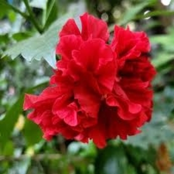 Hibiscus rosa-sinensis 'Double Red' 