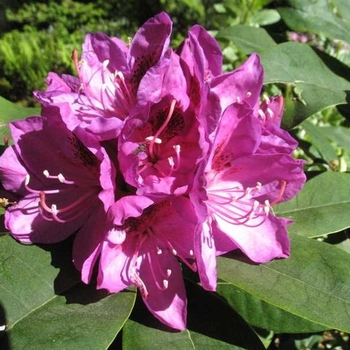 Rhododendron catawbiense 'Anah Kruschke' 