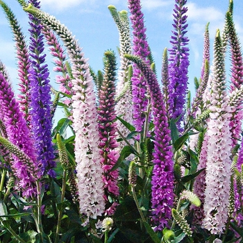 Veronica 'Multiple Varieties' 