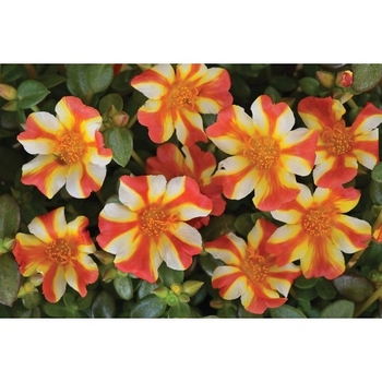 Portulaca oleracea 'Upright Lavender'