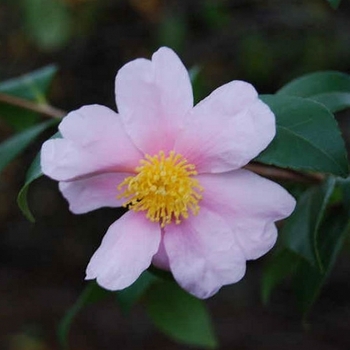 Camellia 'Winter's Star' 