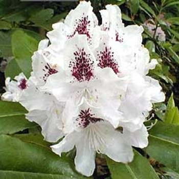 Rhododendron 'White Peter'
