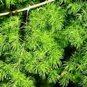 Asparagus myriocladus