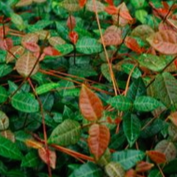 Trachelospermum asiatcium 'Red Top' 