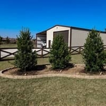 Ilex x attenuata 'Eagleston' 