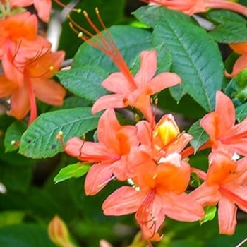 Rhododendron prunifolium