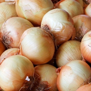 Allium cepa 'Yellow Sweet Spanish' 