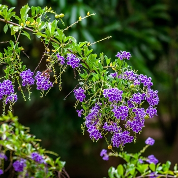 Duranta erecta