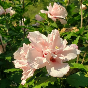 Hibiscus syriacus 'Double Pink' 