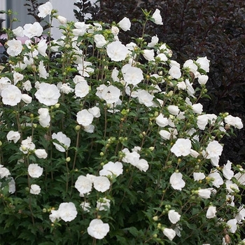 Hibiscus syriacus 'Double White' 