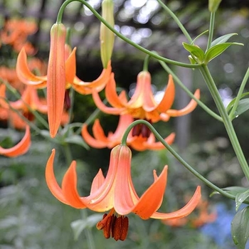 Lilium superbum