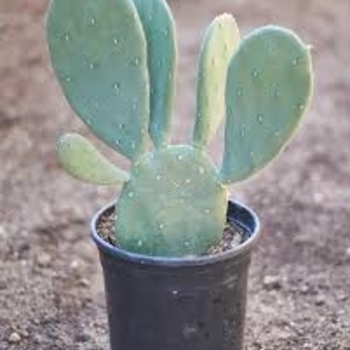 Opuntia cochenillifera 'Variegata' 