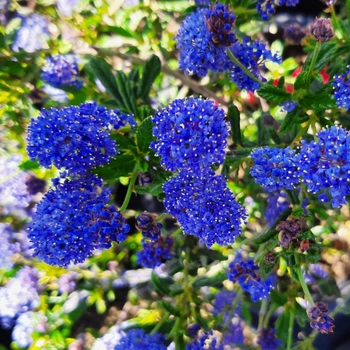 Ceanothus 'Julia Phelps' 