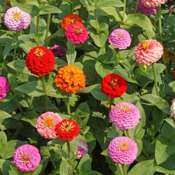 Zinnia elegans 'Multiple Varieties' 