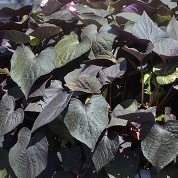 Ipomoea 'Cameo Elegance' 
