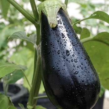 Solanum melongena 'Black Beauty' 