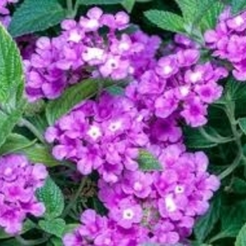 Lantana montevidensis 'MONPur' PP28059