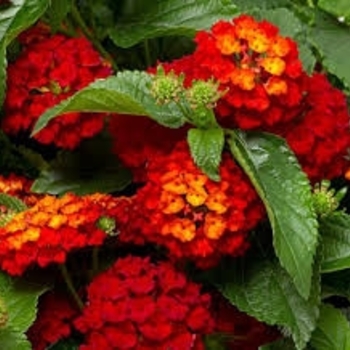 Lantana camara
