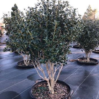 Ilex cornuta 'Burfordii' 