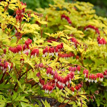 Dicentra spectabilis 'Hearts on Fire' PPAF, Can PBRAF