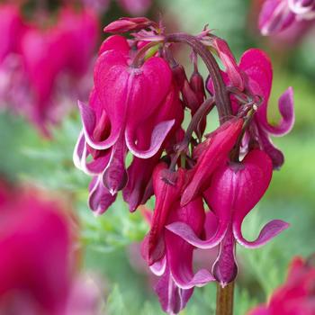 Dicentra 'Red Fountain' PP21269