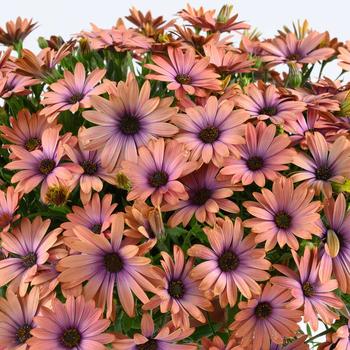 Osteospermum ecklonis 'Aurora'
