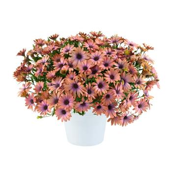 Osteospermum ecklonis Osticade&trade; 'Aurora' (321748)
