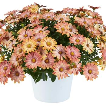 Osteospermum ecklonis 'Daybreak'