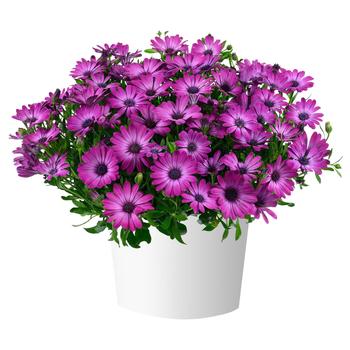 Osteospermum ecklonis 'Magenta' 