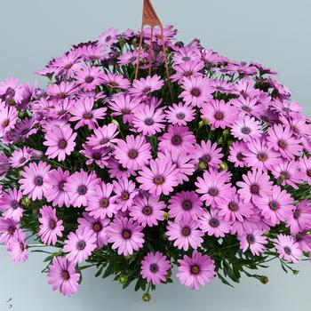Osteospermum ecklonis 'Pink' 