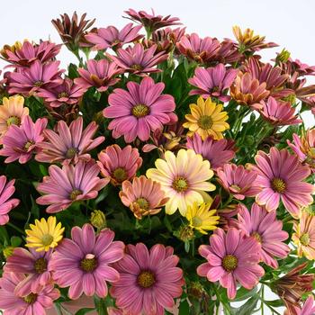 Osteospermum ecklonis 'Twilight Moon'
