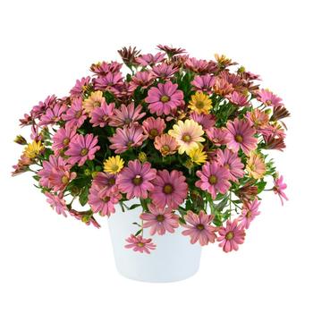 Osteospermum ecklonis Osticade&trade; 'Twilight Moon' (321761)