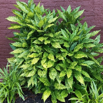 Aucuba japonica 'Variegata' 