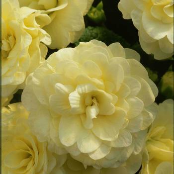 Primula vulgaris Belarina® Cream '' (321768)