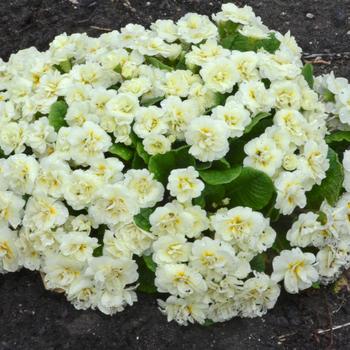 Primula vulgaris Belarina® Cream '' (321769)