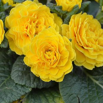 Primula vulgaris 'Spring Sun' 