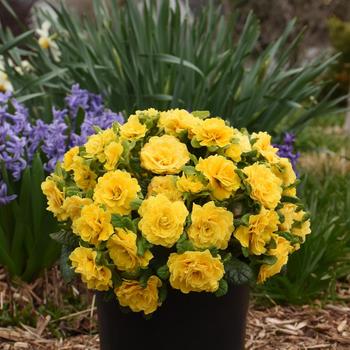 Primula vulgaris Belarina&reg; 'Spring Sun' (321771)